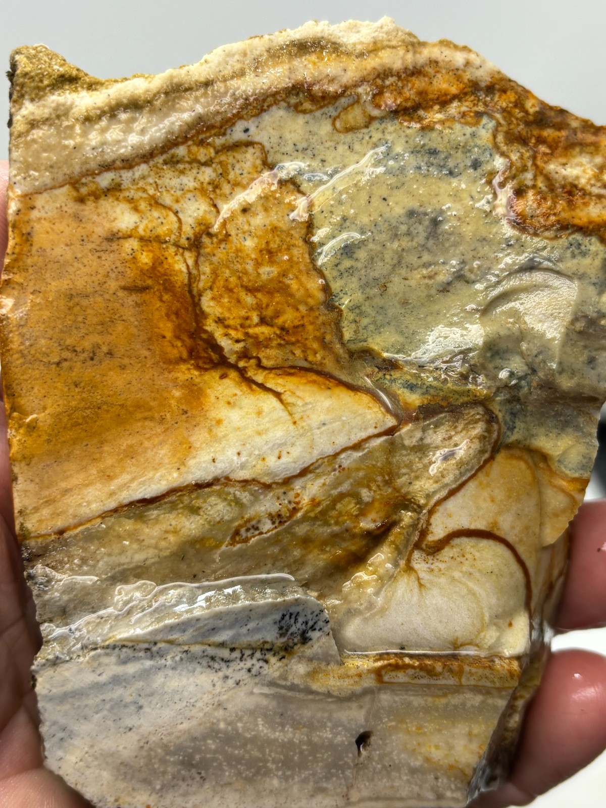 Disaster Peak Picture Jasper end slab Cabbing Lapidary Collecting Combo Ship Avl