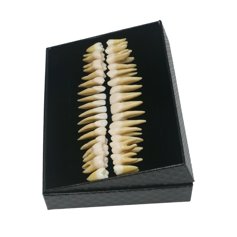 32Pcs Dental 1:1 Permanent Teeth Demonstration Teach Study Model Tooth M7022