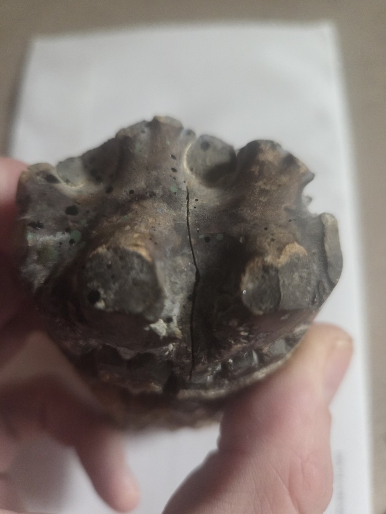 Large Baculite Fossil