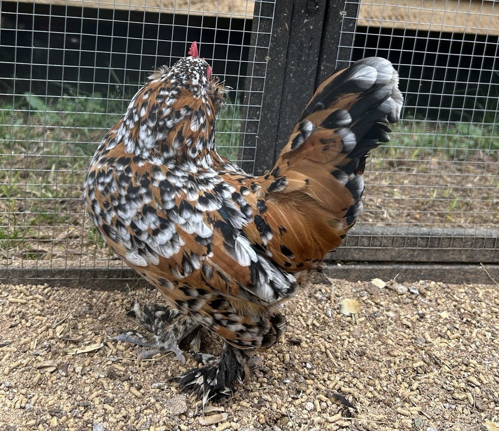 Belgian Bearded Mille Fleur D’Uccle Hatching Eggs 6 Plus 1