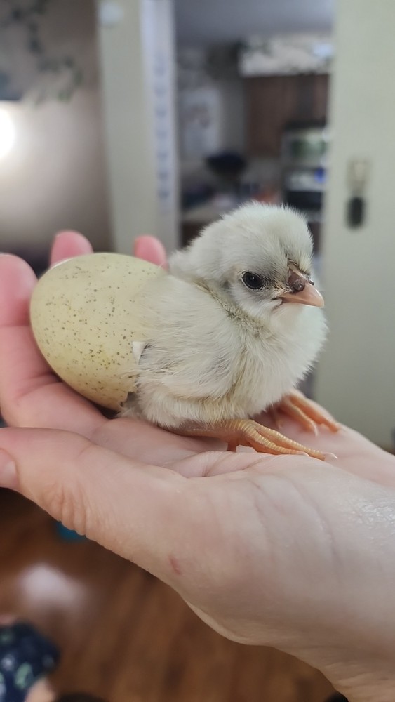 6+2 Extra Homozygous Silverudd Blue Hatching Eggs