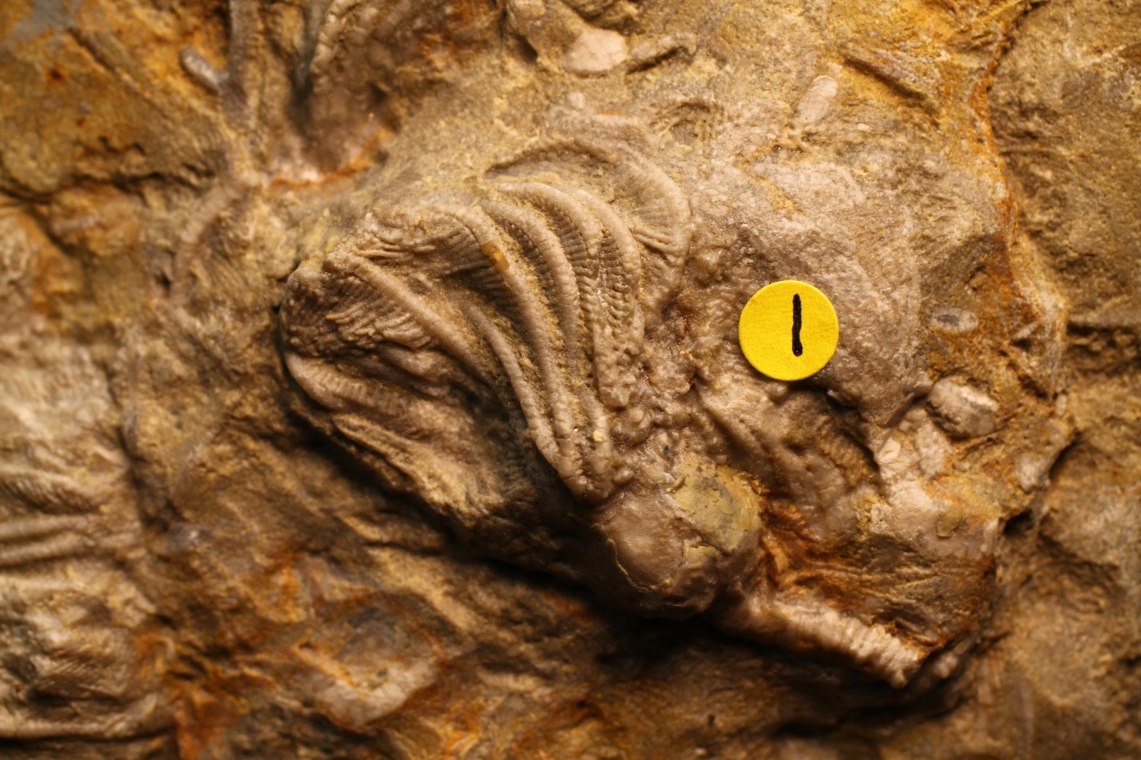 Five Different Crinoid Fossils, Franklin Co., Alabama