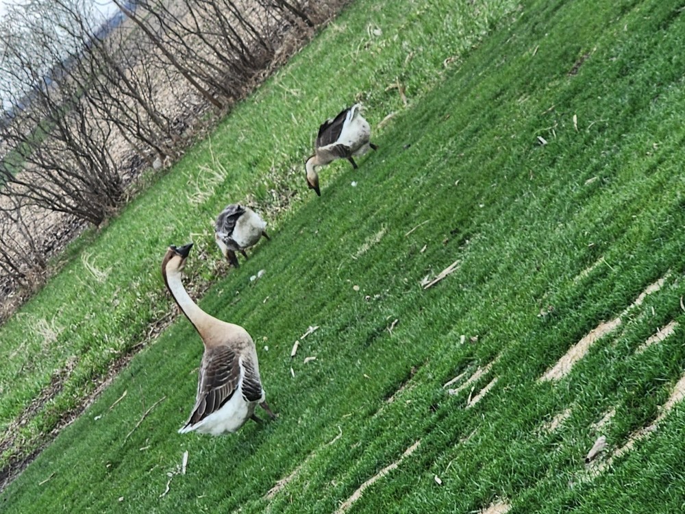 African Goose 3 Hatching Eggs