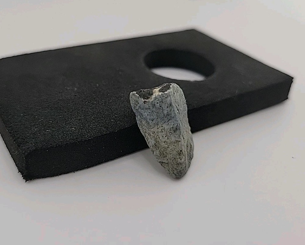 Fossil Dinosaur Tooth Permineralized Unknown Species