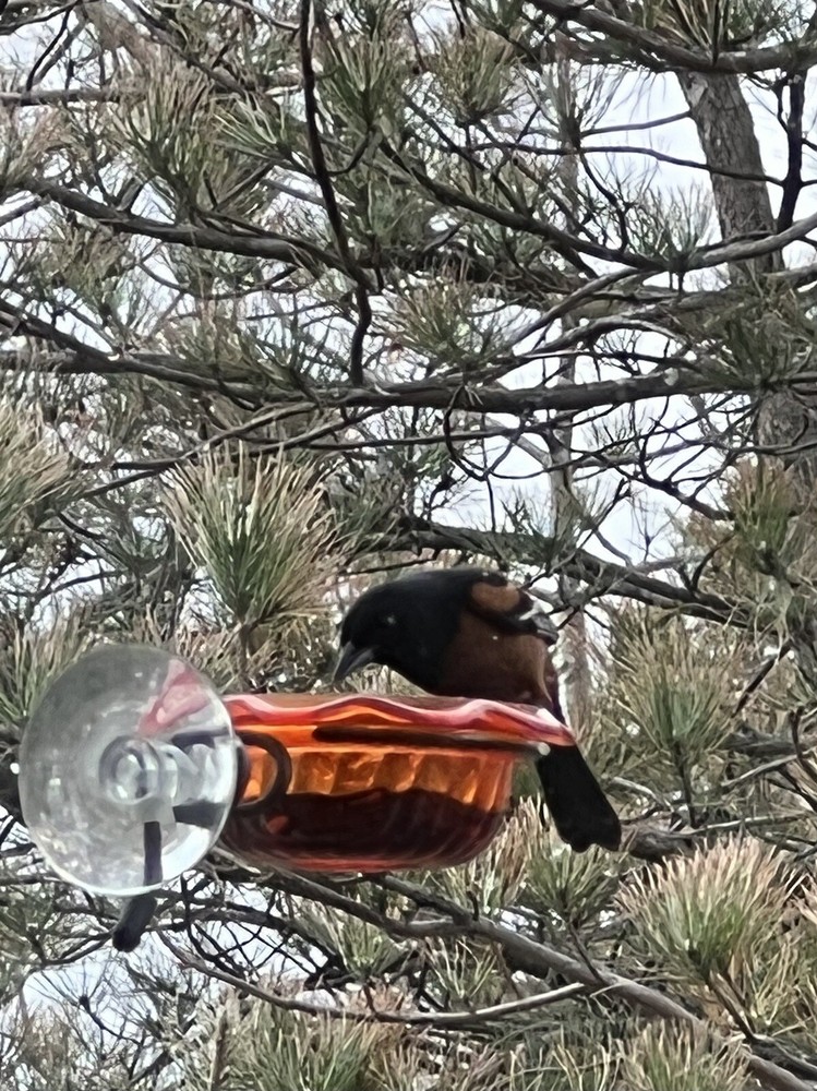 Window Oriole Freeder