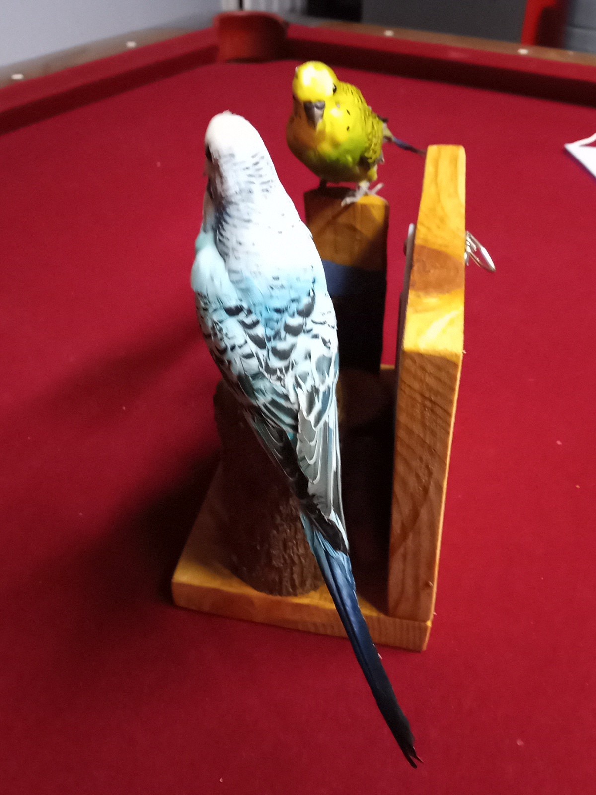 DUAL PARAKEET TAXIDERMY WALL OR TABLE DECORATION Bulgarian Parakeets