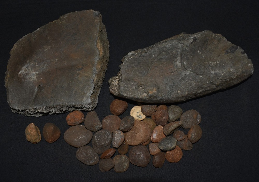 HUGE Fossil GIANT TORTOISE SHELL SECTIONS W/ 30 Osteoderms and 2 Fighting Spurs