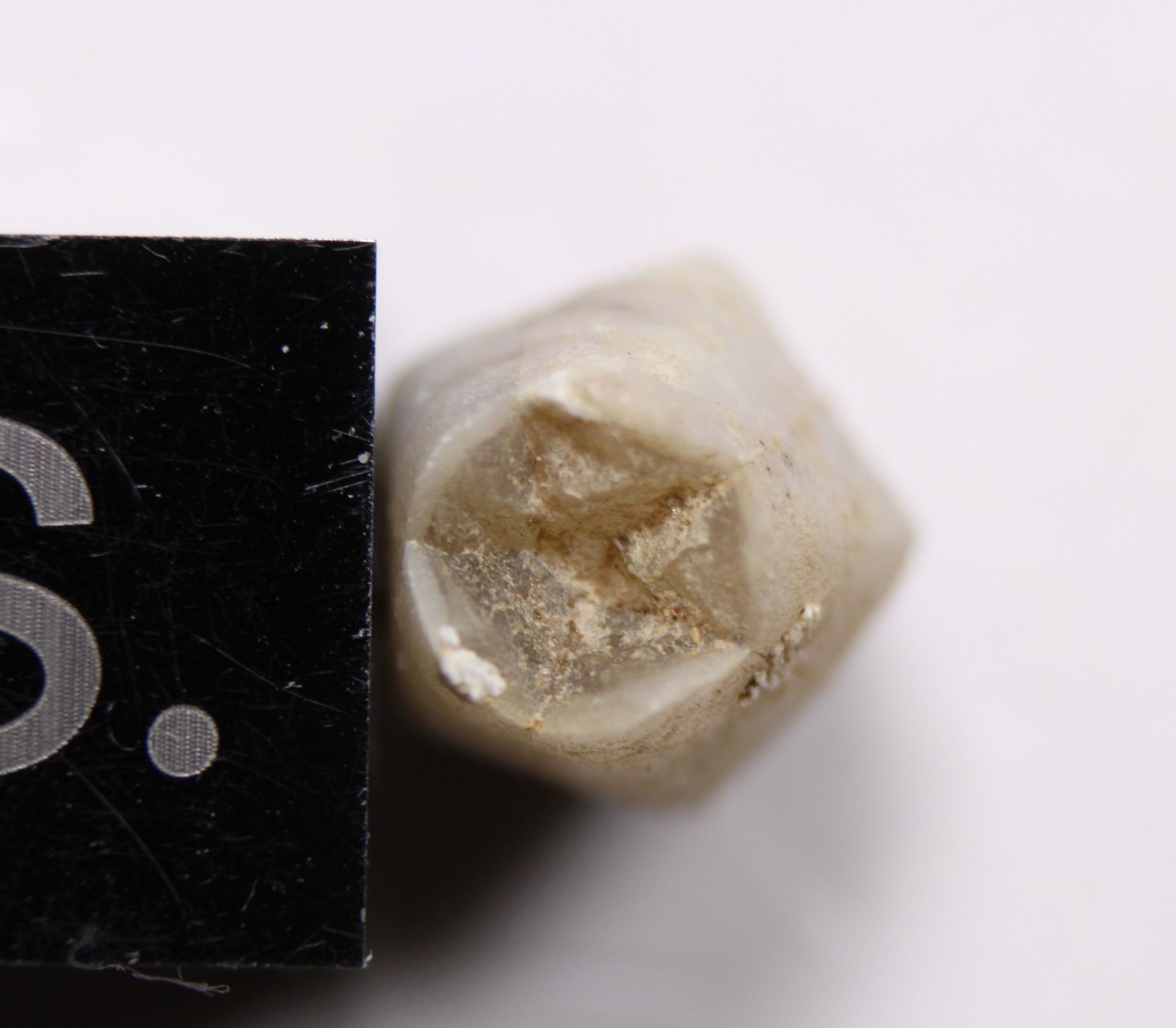 Troosticrinus reinwardti Blastoid Fossil Silurian Tennessee Brownsport Formation