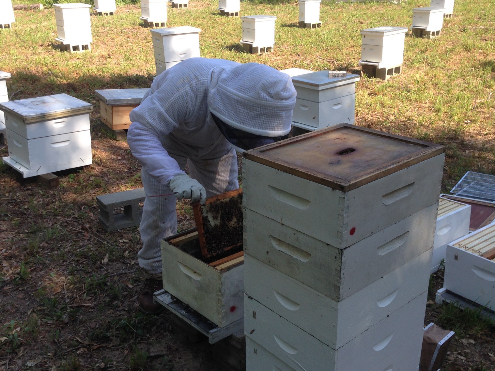 Raw Sourwood Honey North Georgia Mountains (16oz Pour Bottle)