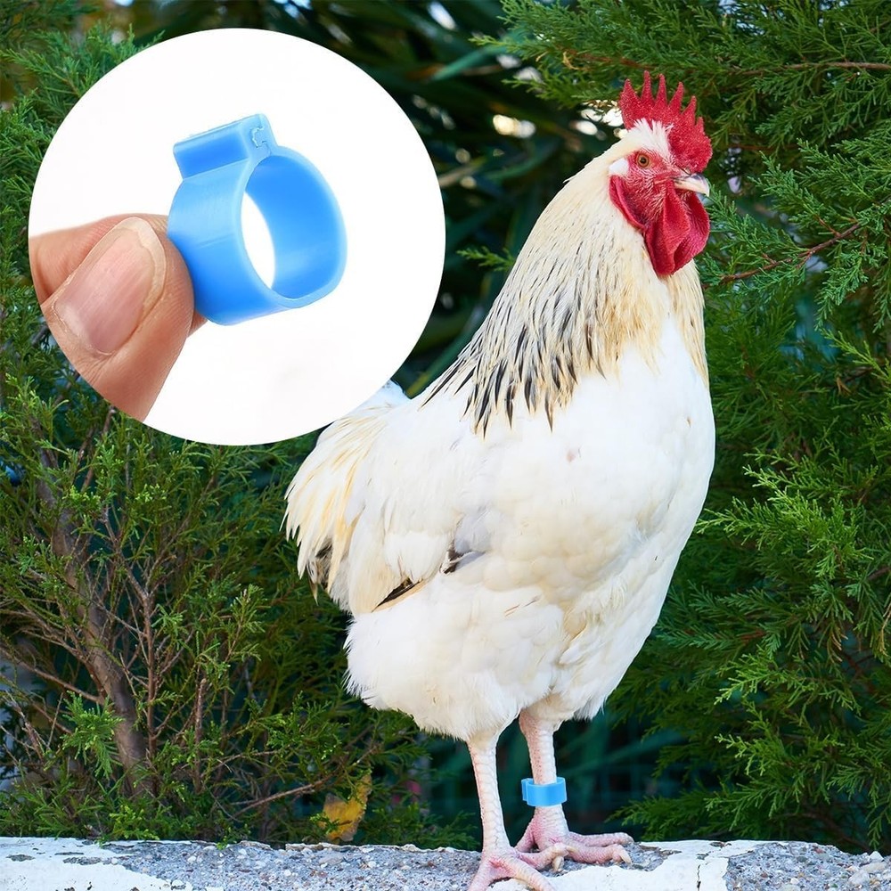 100-Pack Multi-Color Chicken Leg Bands