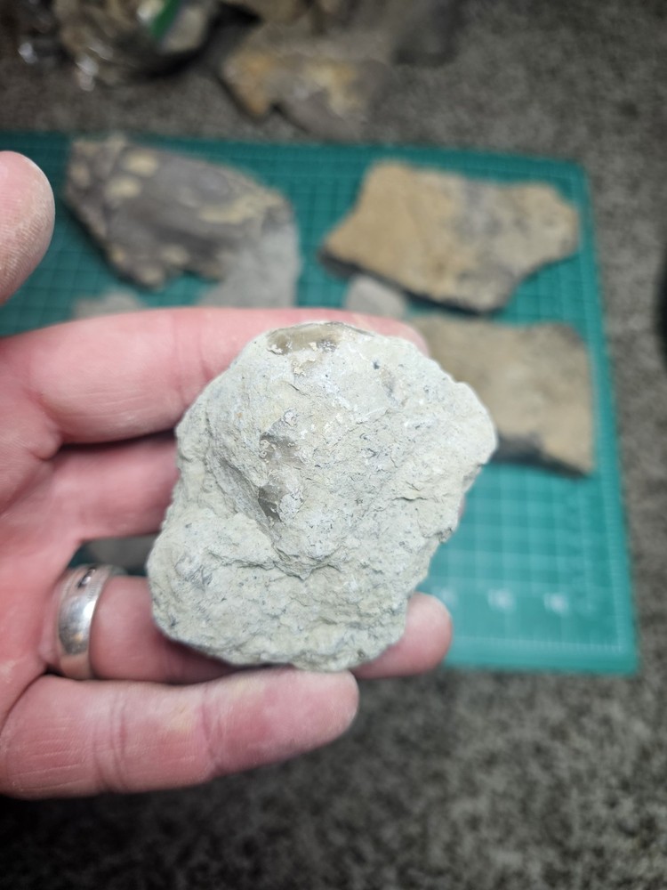 Lot Of Various Unknown Fossils