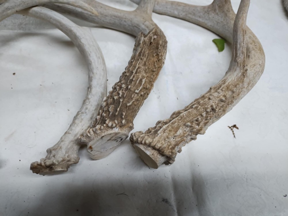 Whitetail Antlers cut offs #6