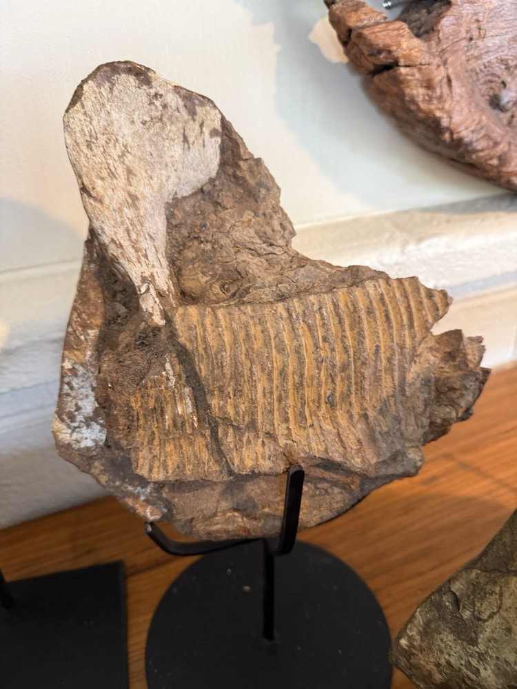 Hadrosaurus Fossil Jaw With Tooth