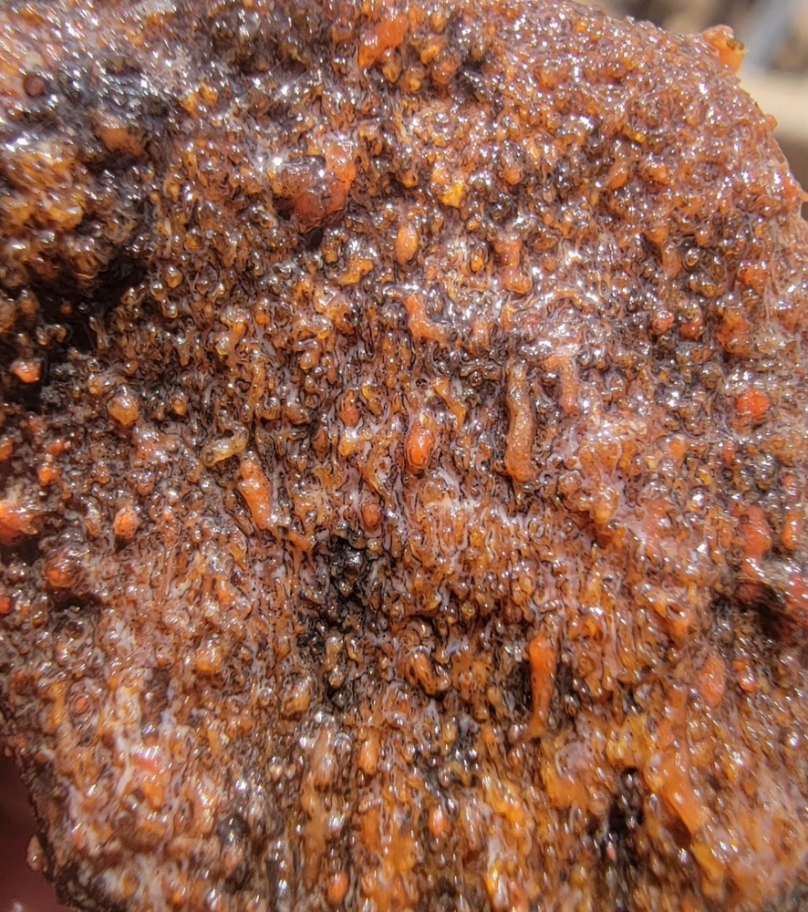 3.06lbs Small Medium agotized Dino Bone Reds