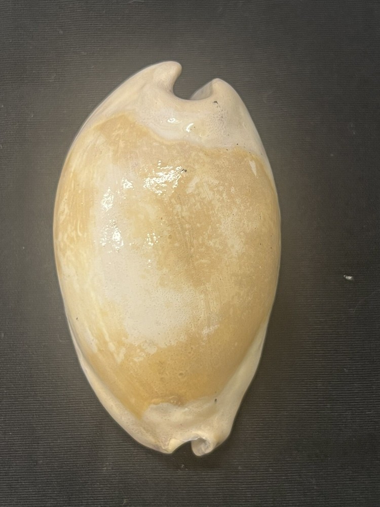 EXTINCT Fossilized COWRIE Shell From Central Florida, Pliocene Era.