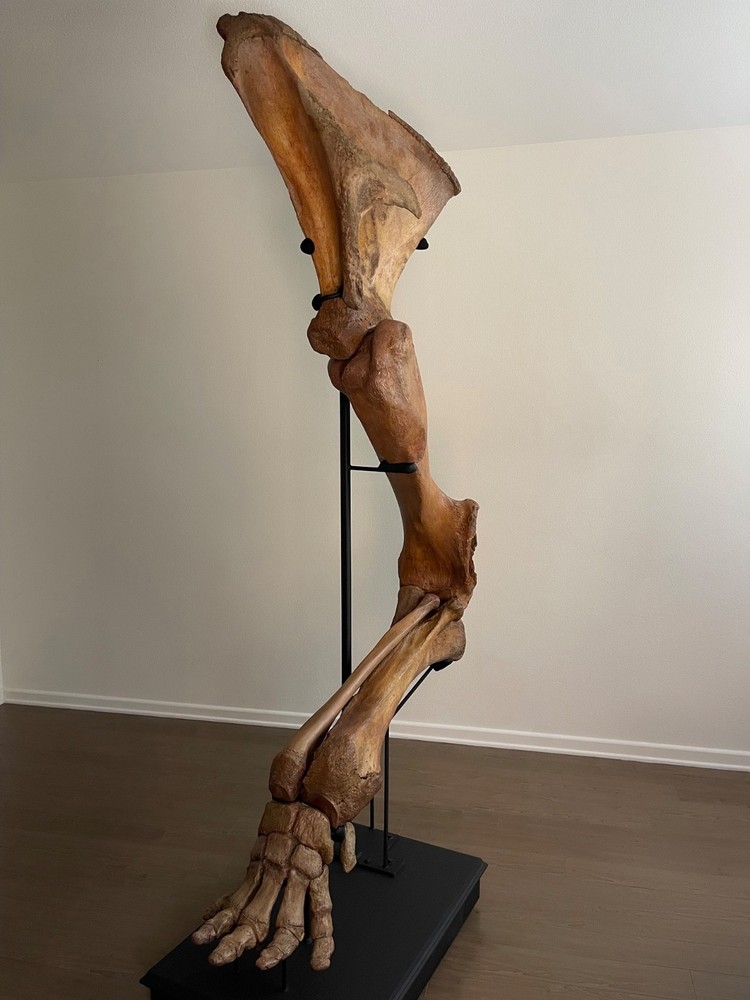 Woolly Mammoth Forearm Fossil