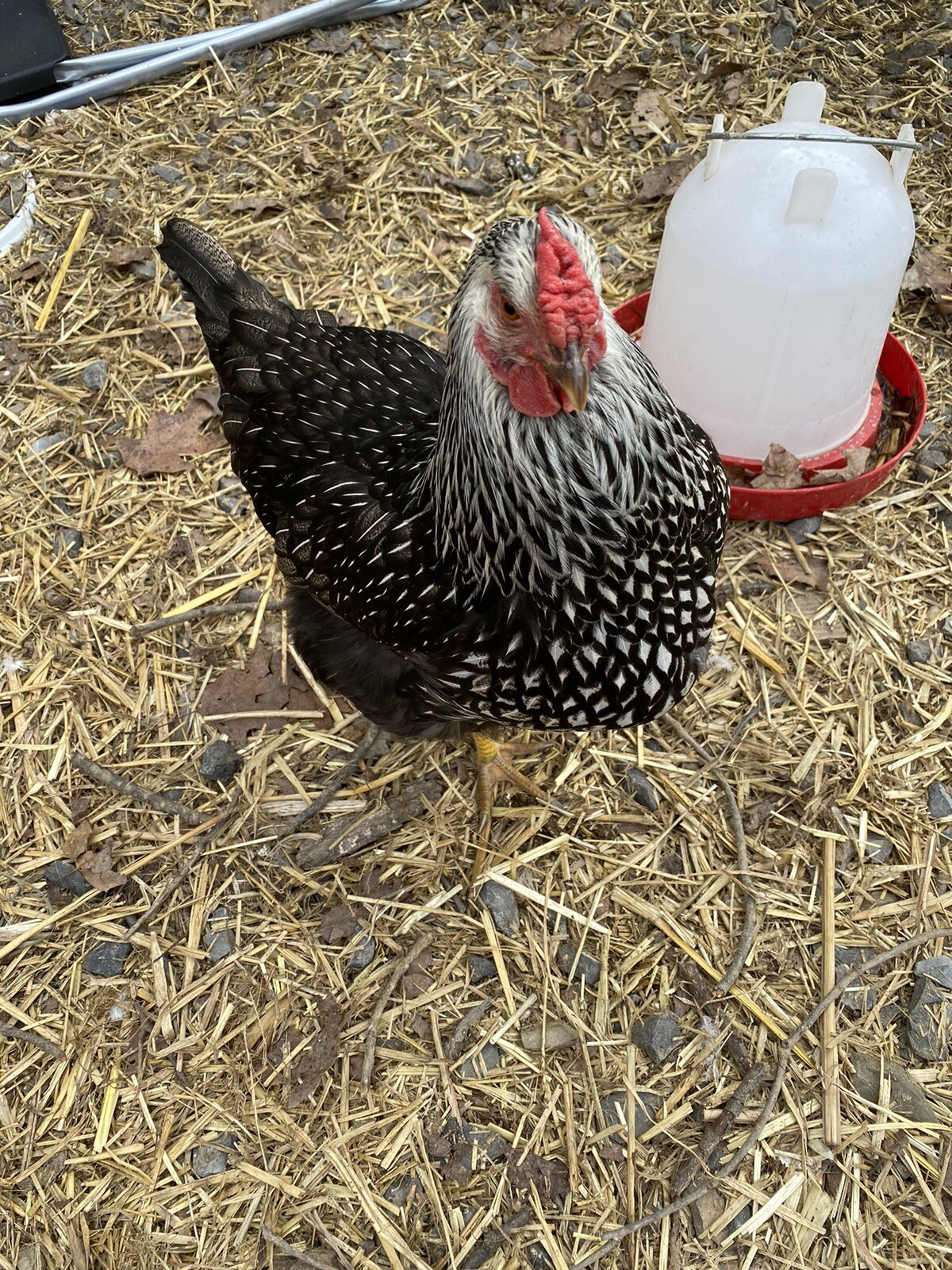 12+ Rare Breed Chicken Hatching Eggs Orpington, Wyandotte, Sweddish Flower