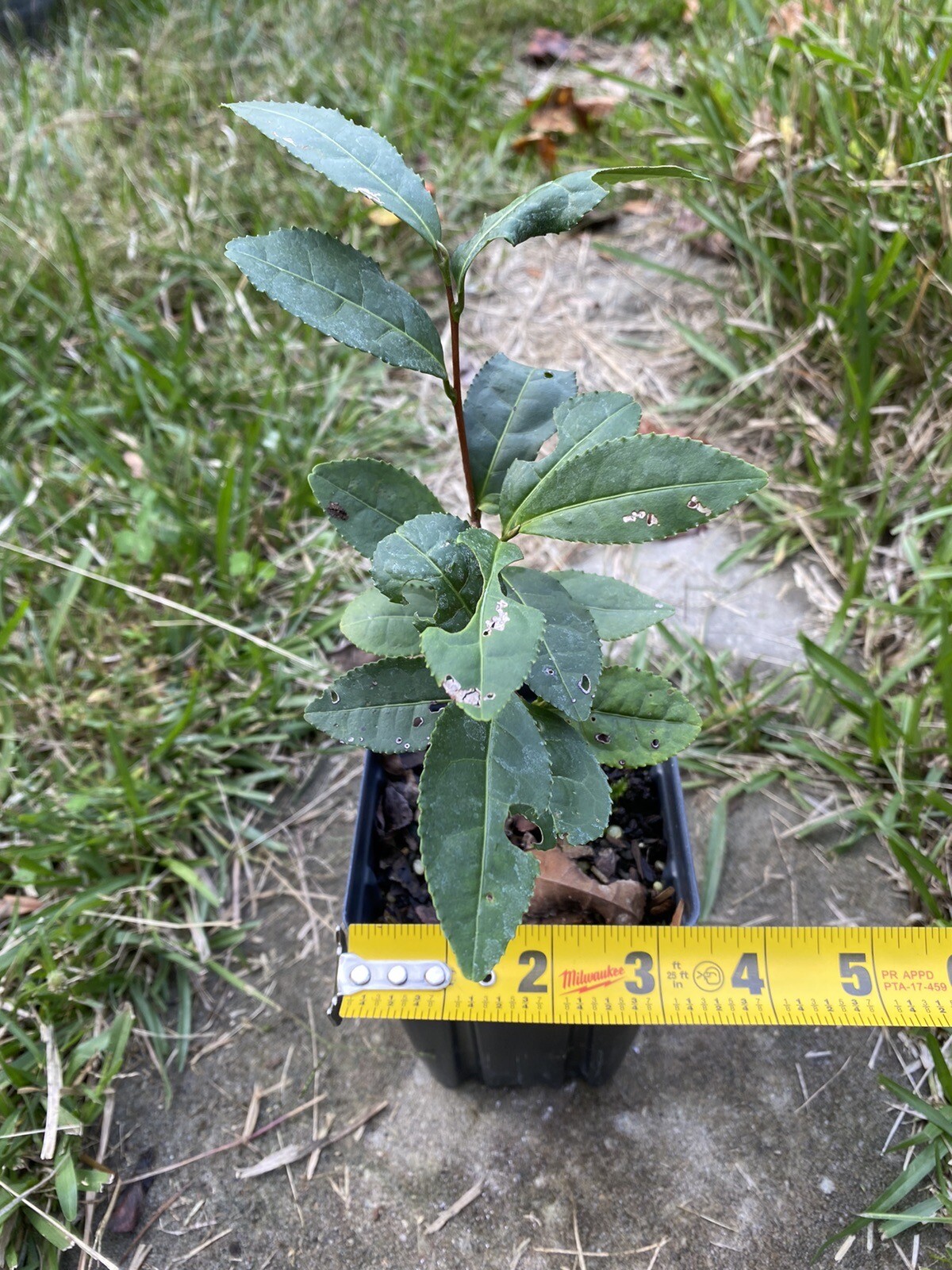 Tea Plant | Camellia sinensis | Black, Oolong, Green Tea