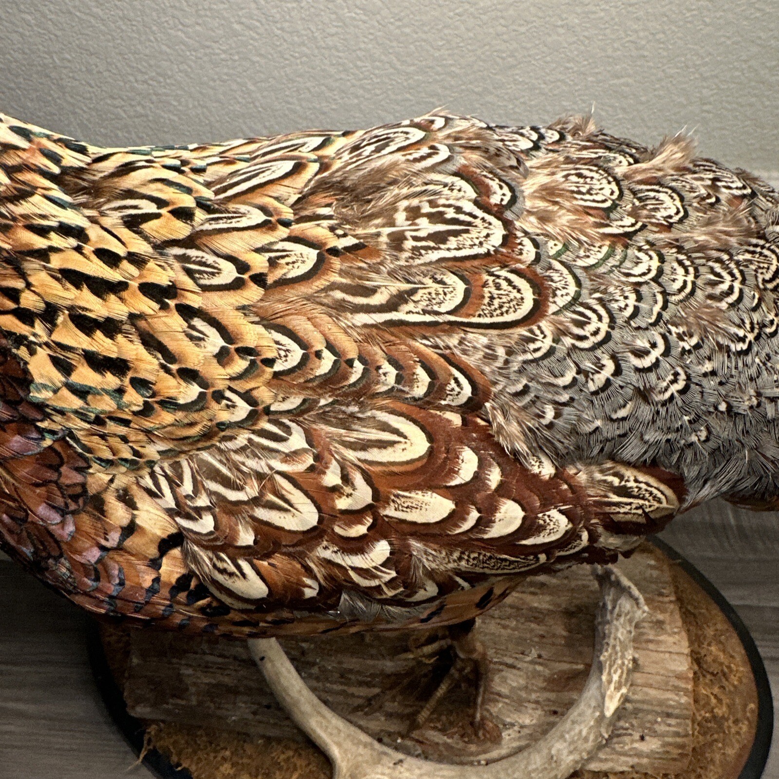 Pheasant Ring Neck Taxidermy Table / Shelf Display Mount