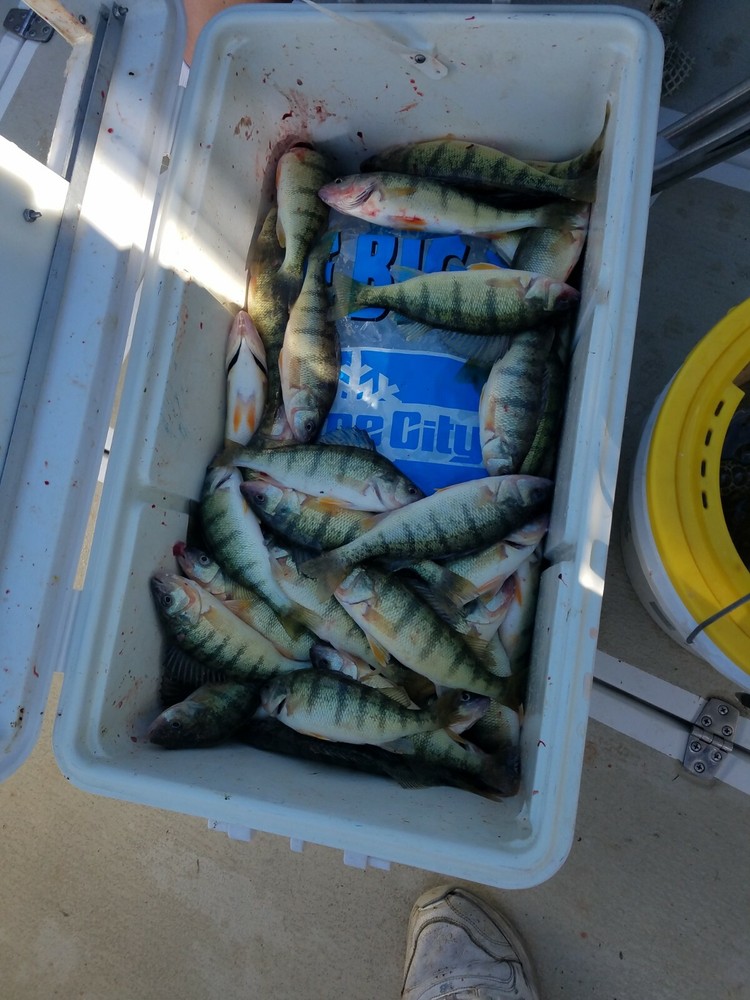 Captain Jimmy's Perch & Crappie Rigs