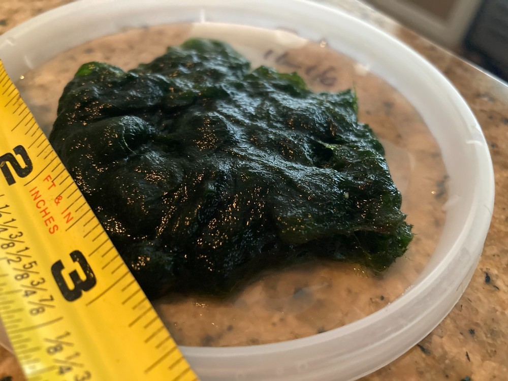 Live Marimo Moss-Algae Aquatic Snail Free