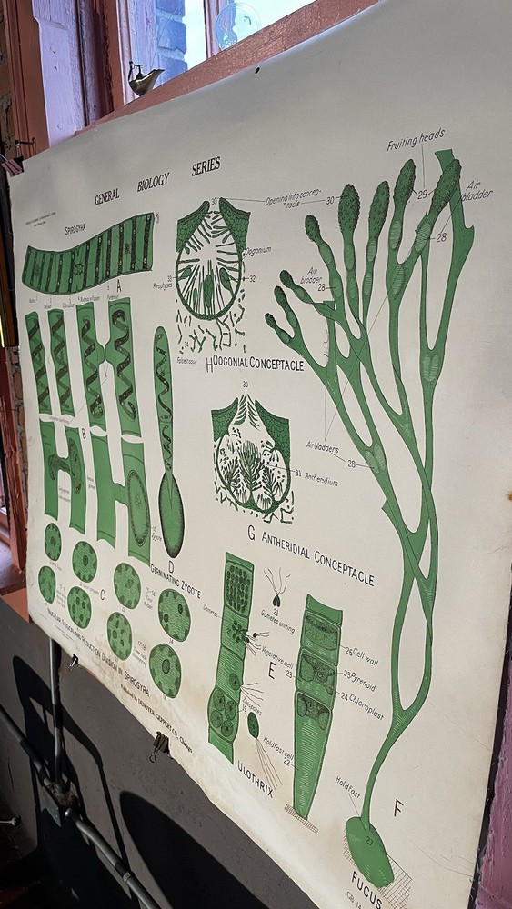 Vintage Biology Chart - Algae 1963