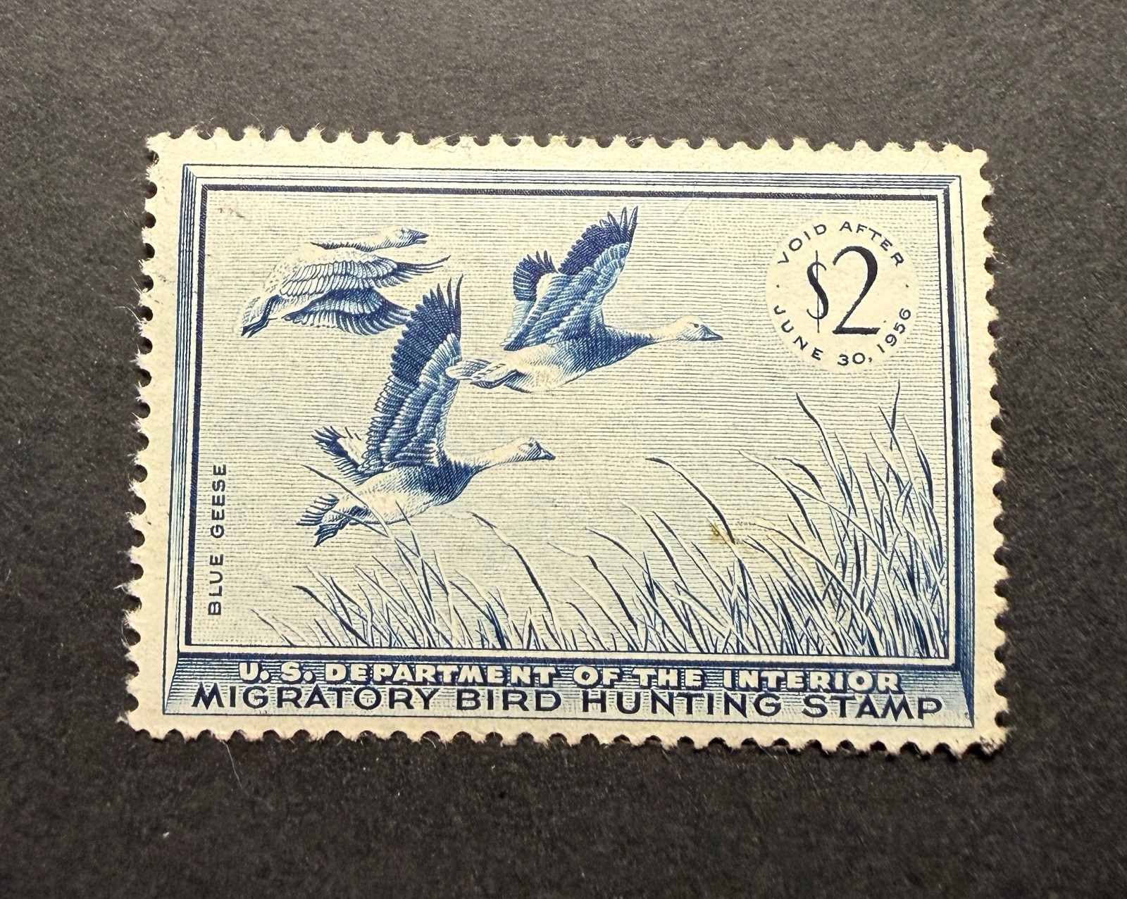 WTDstamps - #RW22 1955 - US Federal Duck Stamp - Mint OG NH