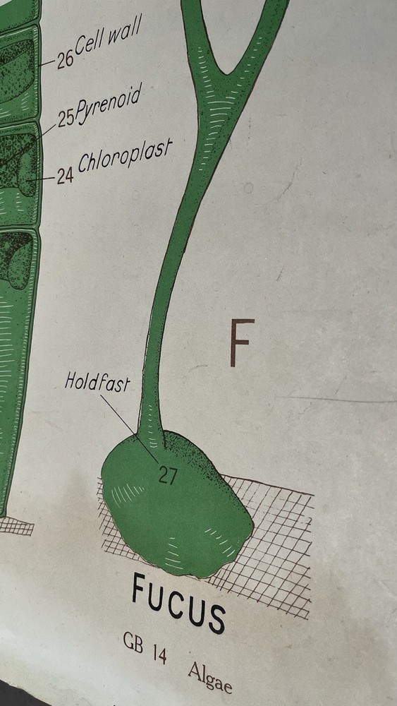 Vintage Biology Chart - Algae 1963