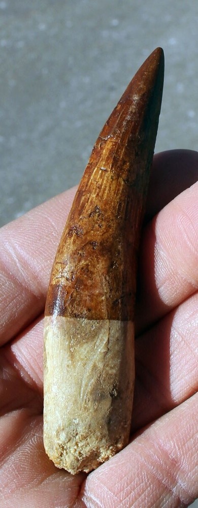 Authentic 4.0" Spinosaurus Tooth in Riker Mount