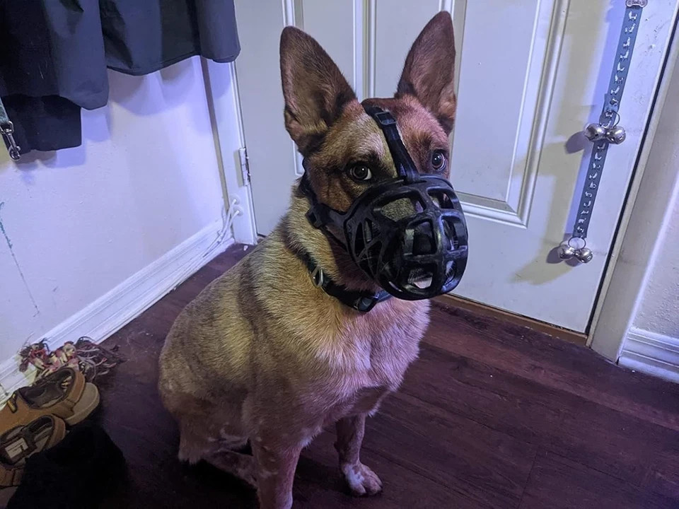 Dog Muzzle, Breathable Basket Muzzles for Small,