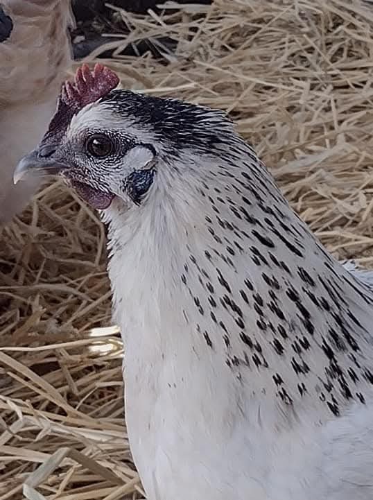 6 Rare Mosaic Hatching Eggs