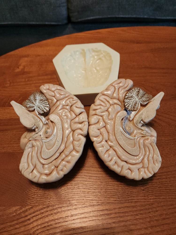 2-Part Brain Model Anatomy Model