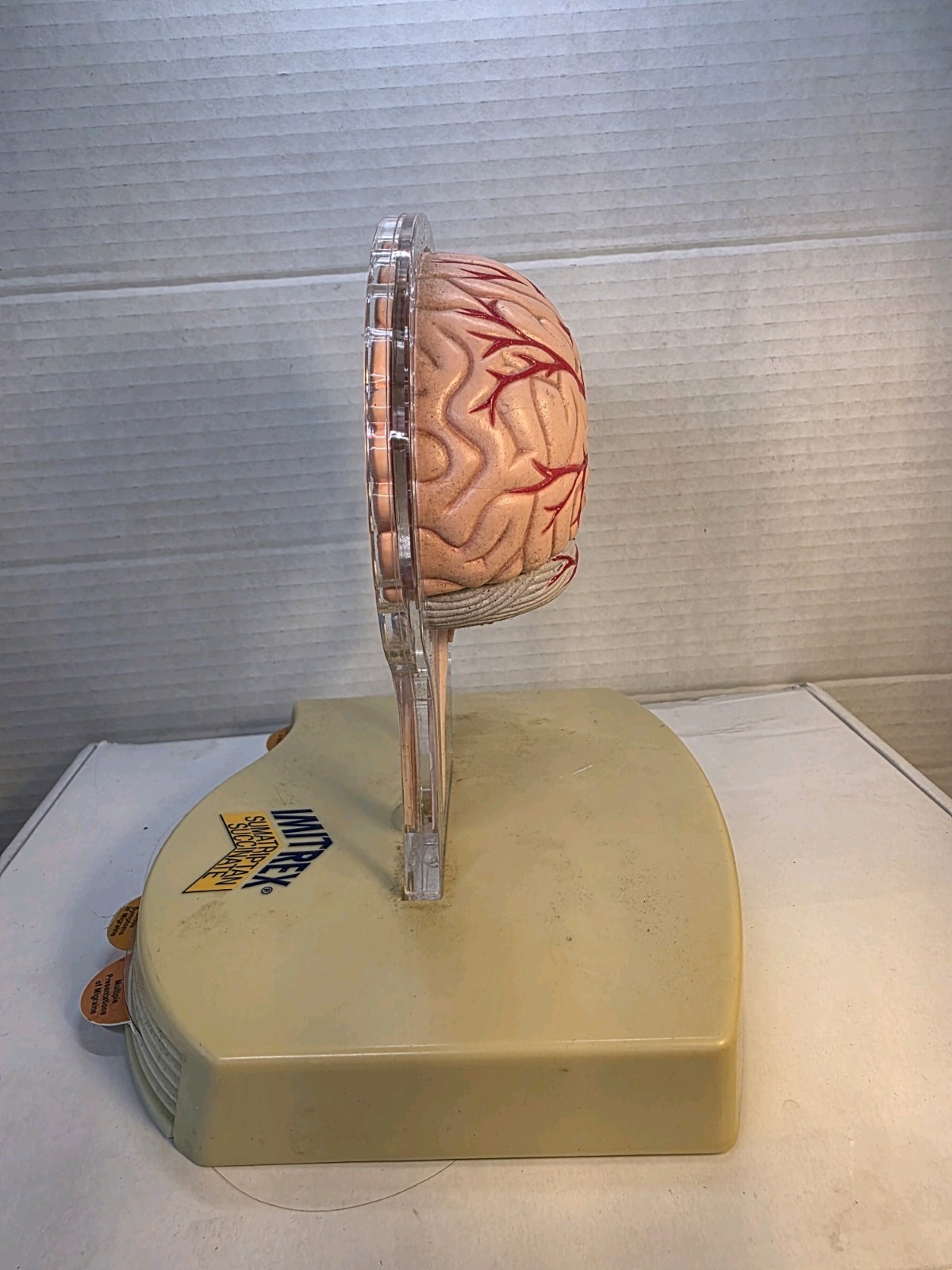 Horror 2002 3D Brain Neuroanatomical Medicine Promo ~ Doctor's Display