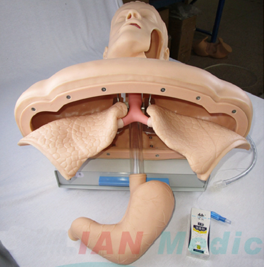 1:1 Tracheal Intubation Training Model Teaching Aids Nursing Training Display