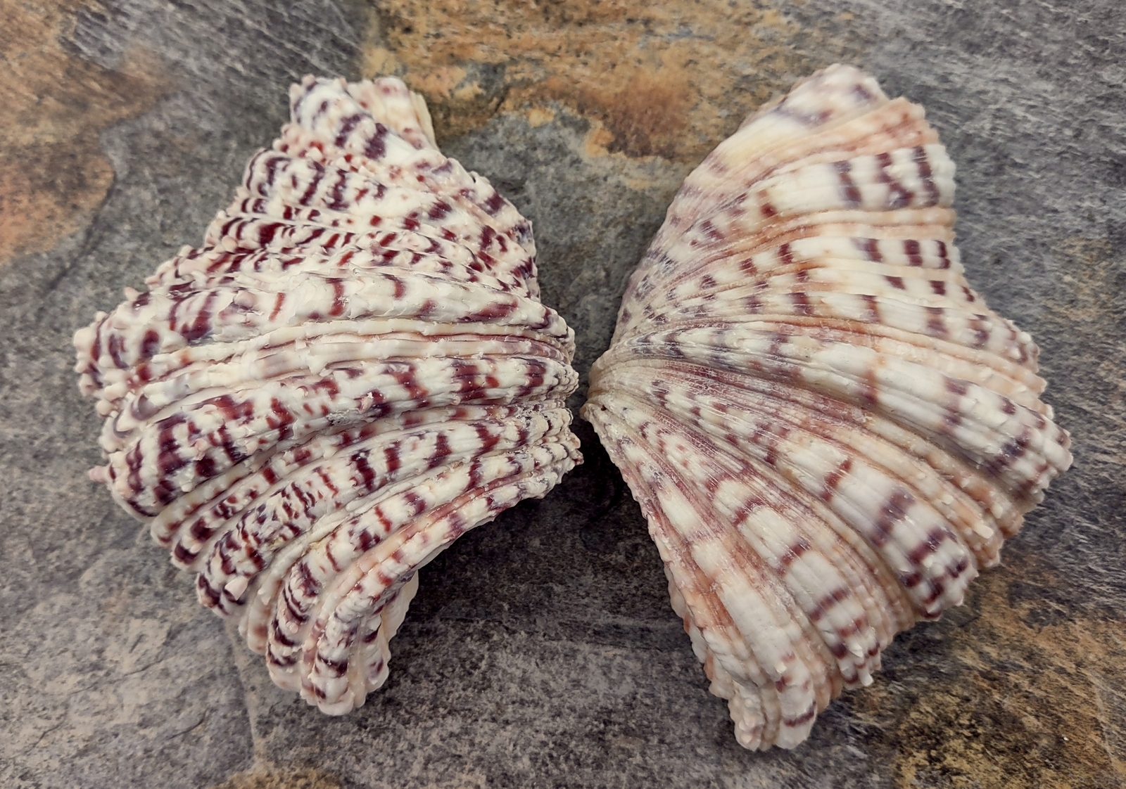 Bear Paw Clam Seashell Pair Hippopus Hippopus (1 shell pair approx. 4+ inches)