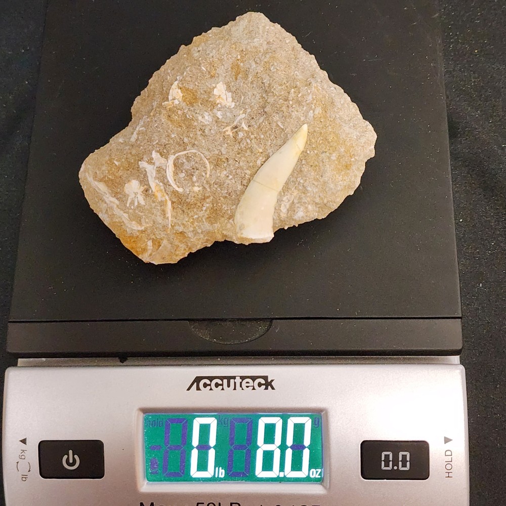 Fish Vertebrae in Matrix