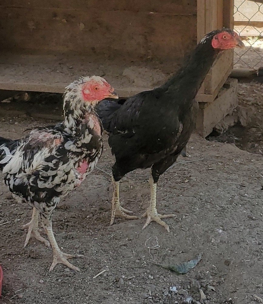 Thai Hatching Eggs 6 Total