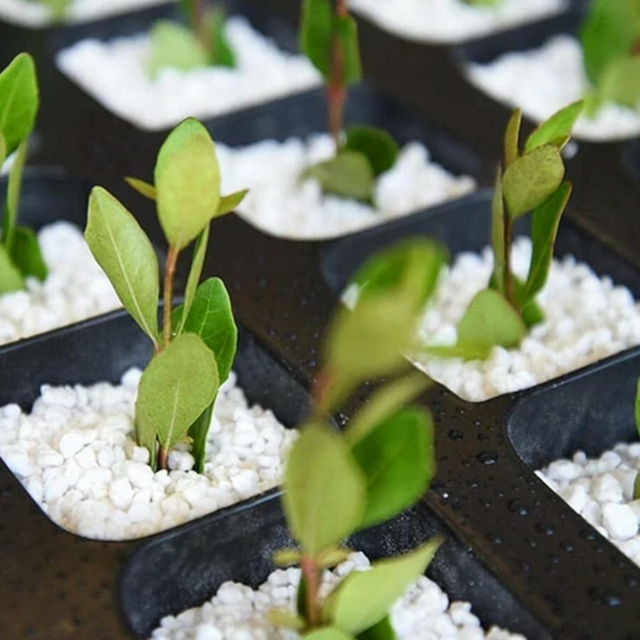 QUALITY MEDIUM COARSE PERLITE FOR SEED STARTING NURSERY POTTING GARDEN PLANTS