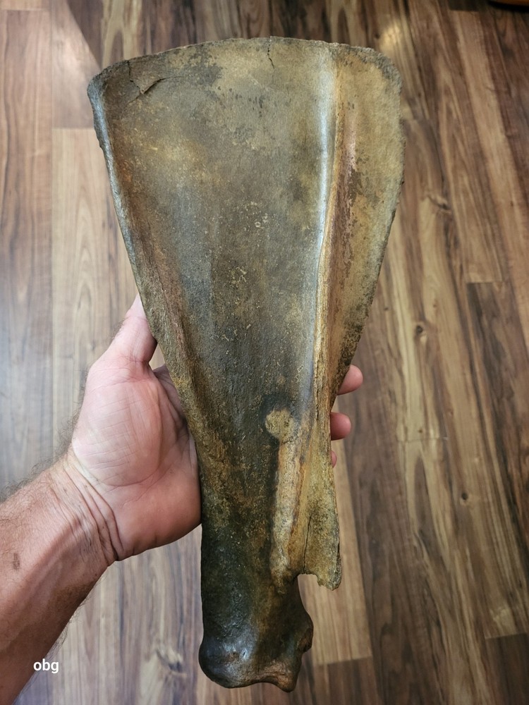 Historic Bison SHOULDER BLADE  scapula