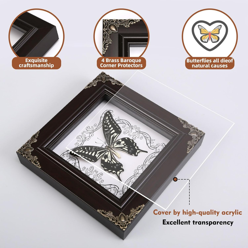 Real Butterfly Framed Handmade, Butterfly Display Shadow Box Collection, Framed