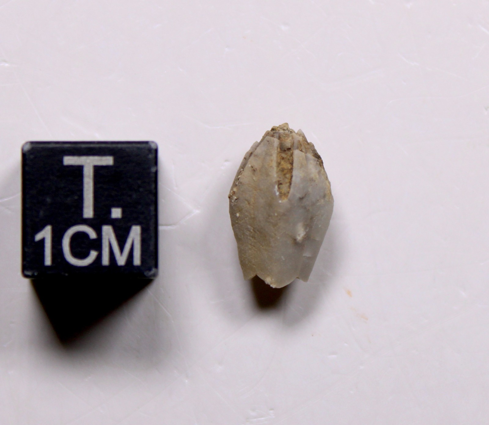 Troosticrinus reinwardti Blastoid Fossil Silurian Tennessee Brownsport Formation