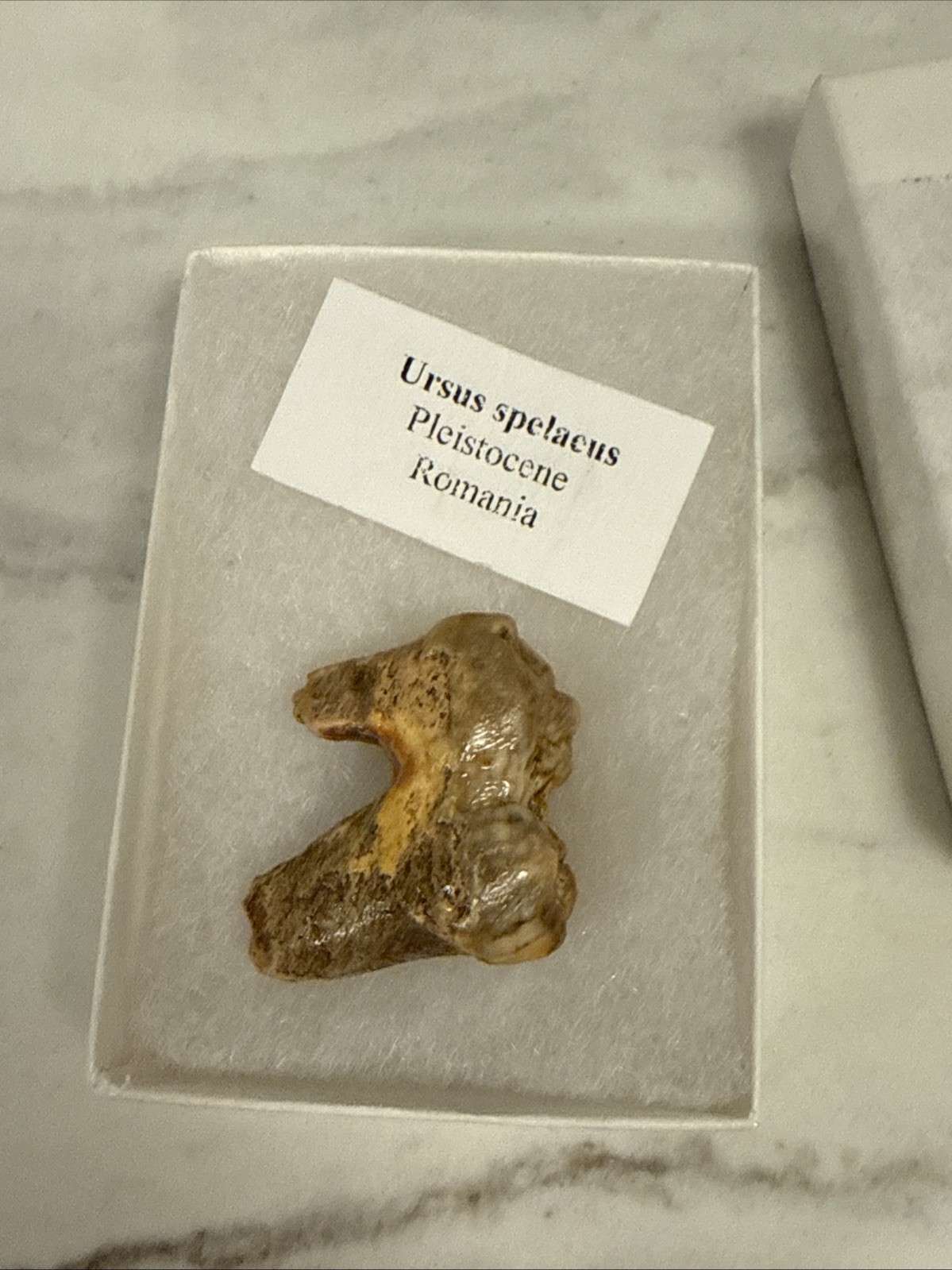 Cave Bear Tooth Molar Fossil From Romania Approximately 25,000 Years Old