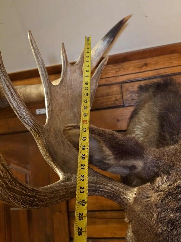 Large Utah Shoulder Mount Bull Moose Head