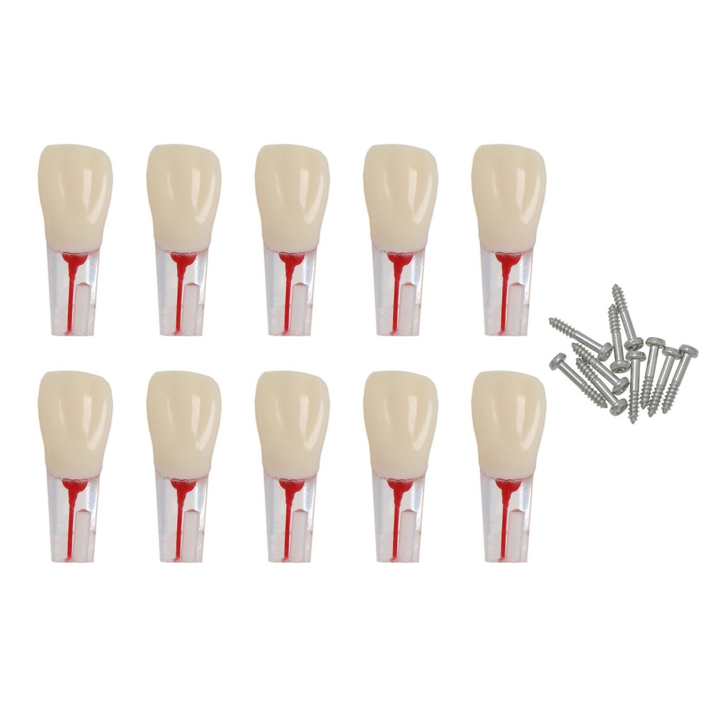 Dental Endo Root Canal Teeth Models Study RCT Practice Typodont Model #8006