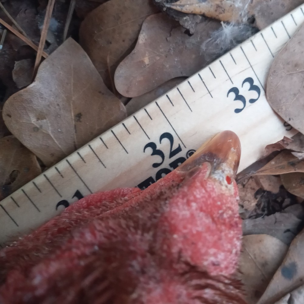 10+2 Endangered Hatching Eggs, PURE Malay Large Fowl | Multiple Varieties
