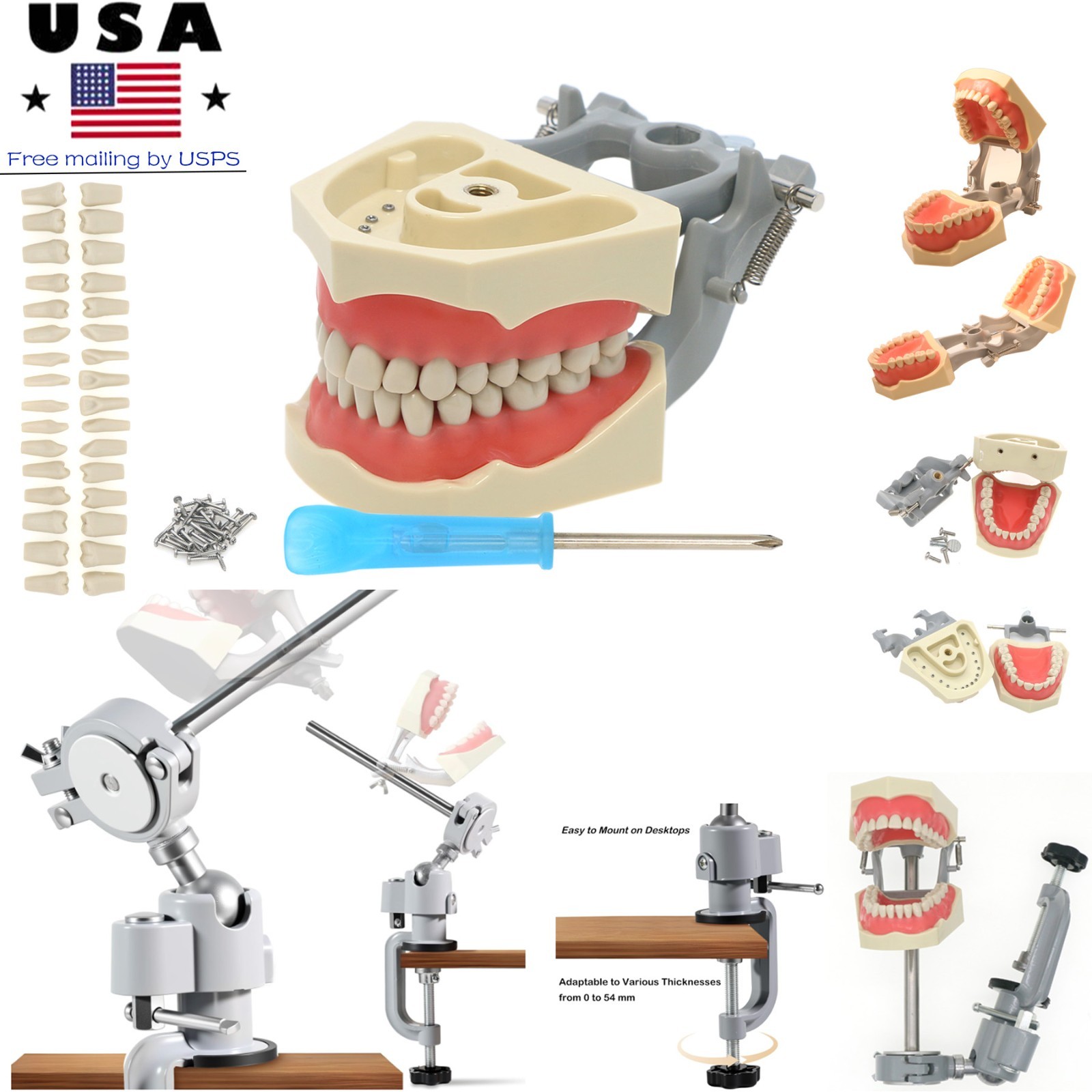 Dental Columbia Dentoform 860 Type Typodont​ 32 Teeth Removable​ Mounting Pole