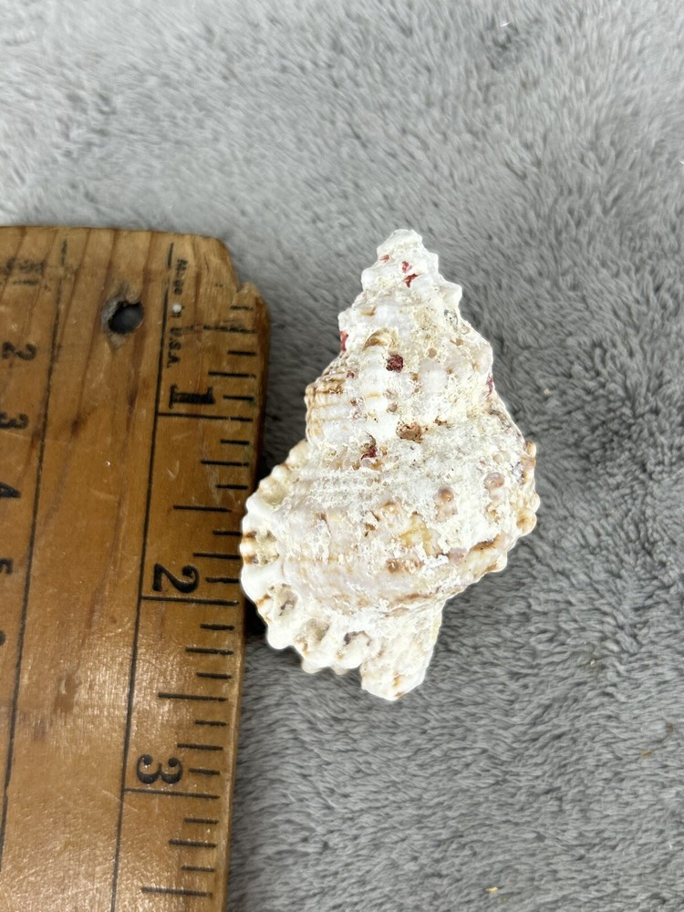 Large Pacific Lampas Shell Seashell 2.5" Beach Cottage Decor