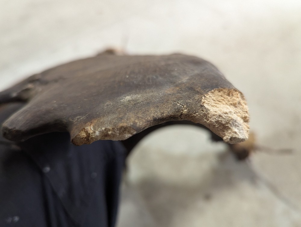 2 Moose Antlers From And Old Mount