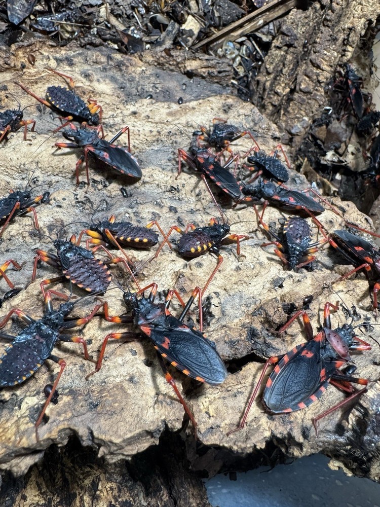 10 Horrid King Assassin Nymphs