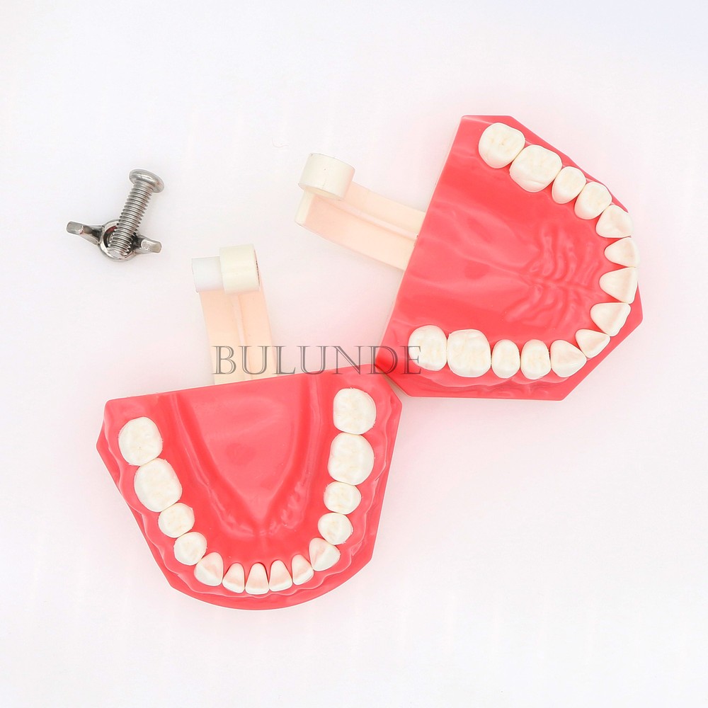 Dental 1:1 Model Brushing Flossing Practice Teeth Typodont Model Teach Study